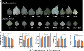 Attēlu rezultāti vaicājumam “Populus simonii leaf”