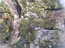 Attēlu rezultāti vaicājumam “Scoliciosporum chlorococcum”