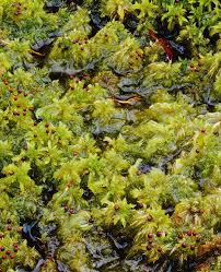 Attēlu rezultāti vaicājumam “Sphagnum cuspidatum”