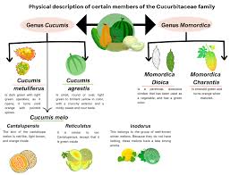 Attēlu rezultāti vaicājumam “Cucurbitaceae”