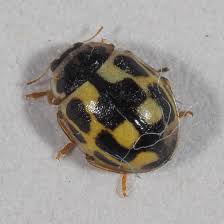 Attēlu rezultāti vaicājumam “Propylea quatuordecimpunctata”