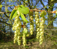 Attēlu rezultāti vaicājumam “Carpinus betulus male flower”