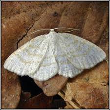 Attēlu rezultāti vaicājumam “Cabera exanthemata”