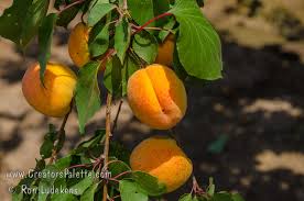 Attēlu rezultāti vaicājumam “Prunus armeniaca fruit”