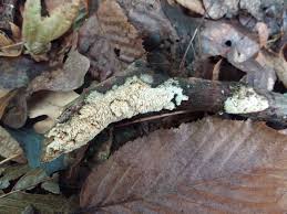 Attēlu rezultāti vaicājumam “Basidioradulum radula”