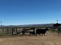 Image result for Weston Rhyn Wolves