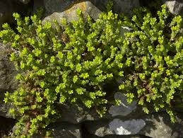 Attēlu rezultāti vaicājumam “Sedum acre bud”
