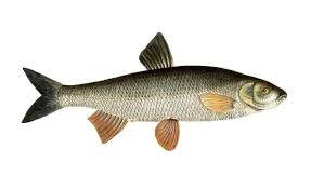 Image result for Squalius cephalus