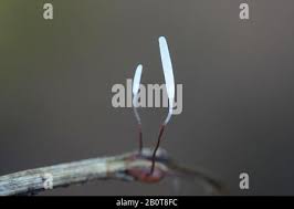 Attēlu rezultāti vaicājumam “Typhula erythropus”