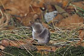 Attēlu rezultāti vaicājumam “Sorex araneus”