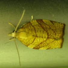 Attēlu rezultāti vaicājumam “Pandemis corylana”