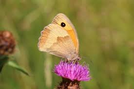 Attēlu rezultāti vaicājumam “Maniola jurtina male”