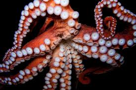 Image result for Enteroctopus dofleini