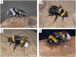Attēlu rezultāti vaicājumam “Bombus terrestris”