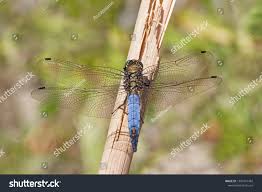 Attēlu rezultāti vaicājumam “Orthetrum cancellatum male”