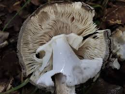 Attēlu rezultāti vaicājumam “Amanita excelsa”