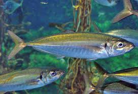 Image result for Trachurus trachurus