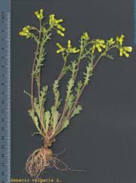 Attēlu rezultāti vaicājumam “Senecio vulgaris”