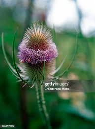 Attēlu rezultāti vaicājumam “Dipsacus fullonum flower”
