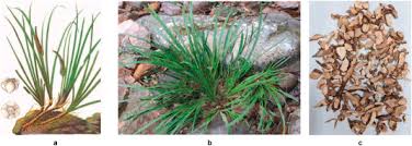 Attēlu rezultāti vaicājumam “Acorus calamus fruit”