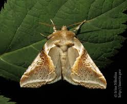 Attēlu rezultāti vaicājumam “Habrosyne pyritoides”