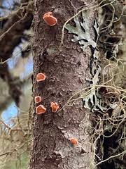 Attēlu rezultāti vaicājumam “Aleurodiscus amorphus”