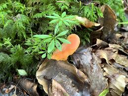 Attēlu rezultāti vaicājumam “Tremiscus helvelloides”