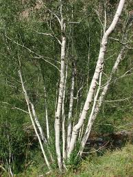 Attēlu rezultāti vaicājumam “Betula pendula var. carelica”