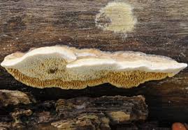 Attēlu rezultāti vaicājumam “Antrodia malicola”