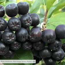 Attēlu rezultāti vaicājumam “Aronia melanocarpa”