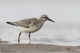 Attēlu rezultāti vaicājumam “Calidris canutus”
