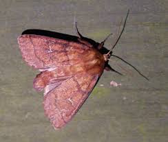 Attēlu rezultāti vaicājumam “Mythimna turca”