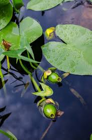 Attēlu rezultāti vaicājumam “Nuphar lutea fruit”