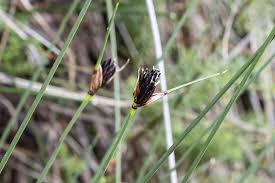 Attēlu rezultāti vaicājumam “Schoenus ferrugineus flower”
