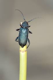 Attēlu rezultāti vaicājumam “Callidium violaceum”