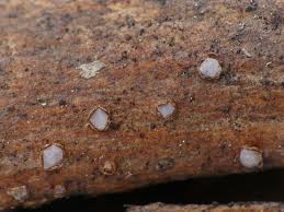 Attēlu rezultāti vaicājumam “Propolis farinosa”