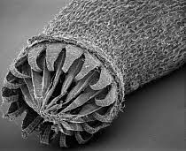 Attēlu rezultāti vaicājumam “Trichia ambigua spores”