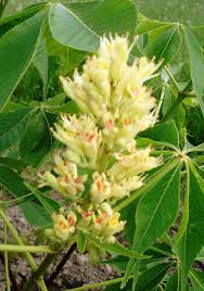 Attēlu rezultāti vaicājumam “Aesculus flava leaf”