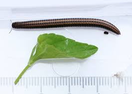 Attēlu rezultāti vaicājumam “Ommatoiulus sabulosus aimatopodus”