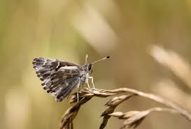 Attēlu rezultāti vaicājumam “Carcharodus floccifera underside”