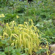 Attēlu rezultāti vaicājumam “Milium effusum flower”