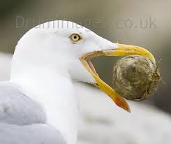 Attēlu rezultāti vaicājumam “Larus argentatus eggs”