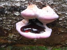 Attēlu rezultāti vaicājumam “Fomitopsis rosea”