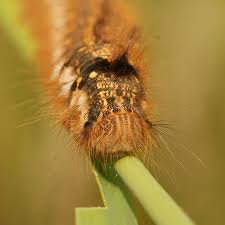 Attēlu rezultāti vaicājumam “Euthrix potatoria imago”