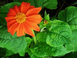 Image result for Tithonia rotundifolia