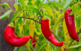 Afbeeldingsresultaat voor long red marconi sweet pepper