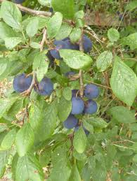 Attēlu rezultāti vaicājumam “Prunus domestica subsp. domestica leaf”