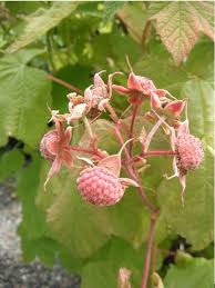 Attēlu rezultāti vaicājumam “Rubus parviflorus fruit”
