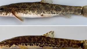 Attēlu rezultāti vaicājumam “Barbatula barbatula”