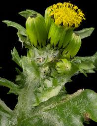 Attēlu rezultāti vaicājumam “Senecio viscosus leaf”